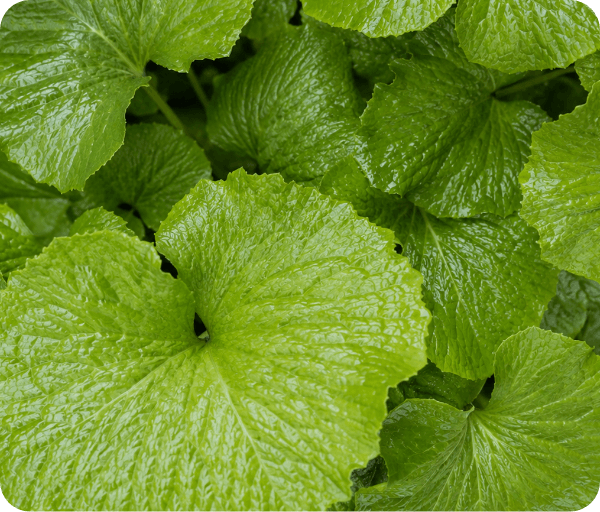 Wasabia Japonica leaves