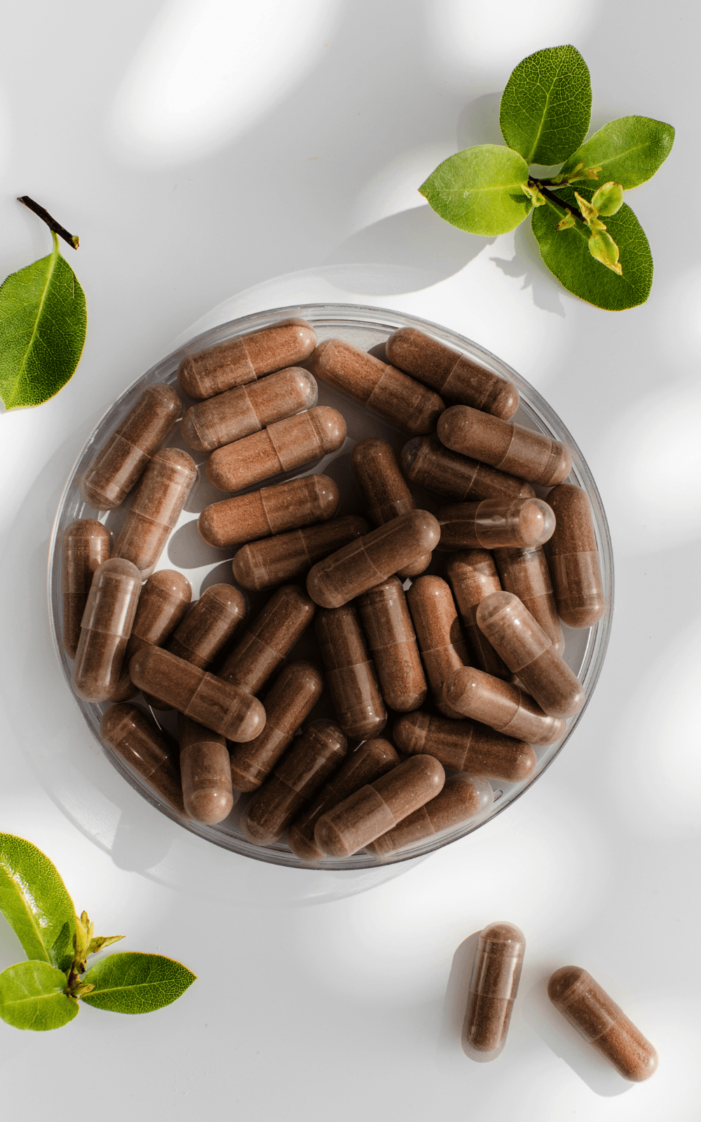 S9 Resveratrol